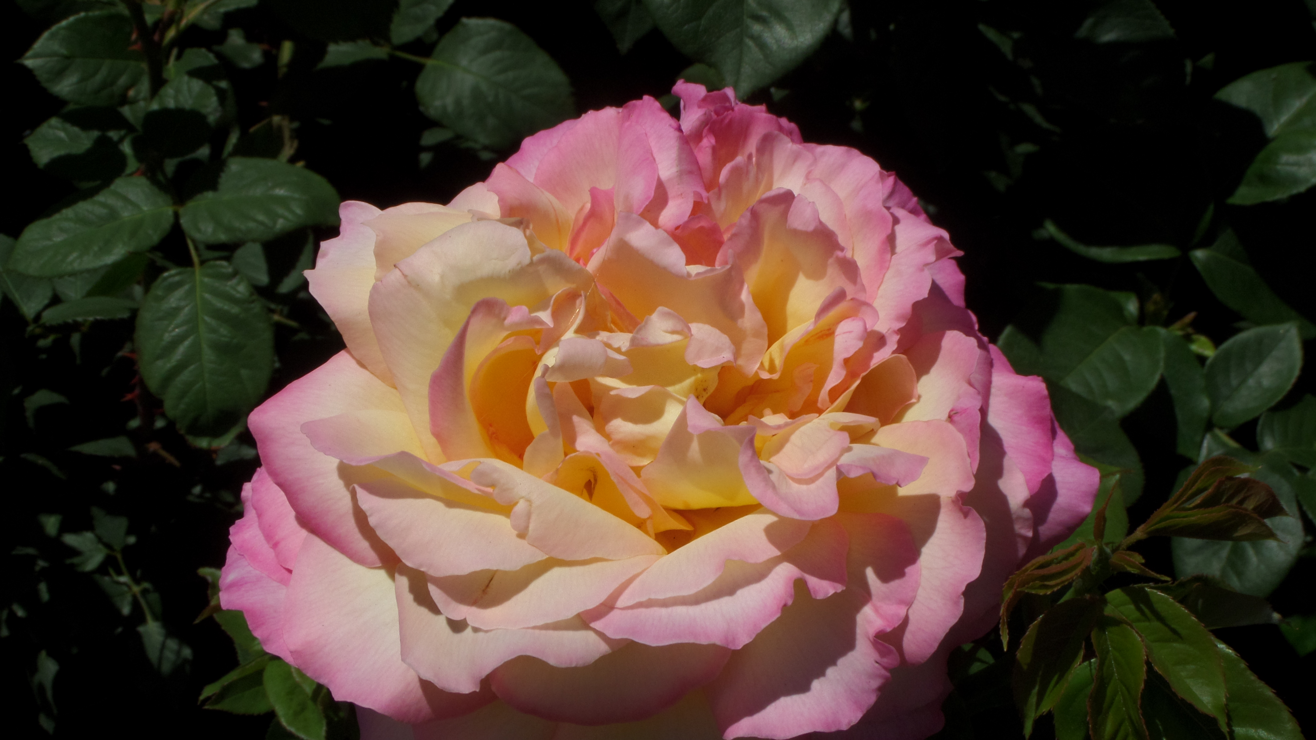 vgphoto/Rose1.jpg